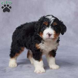 Leo, Mini Bernedoodle Puppy